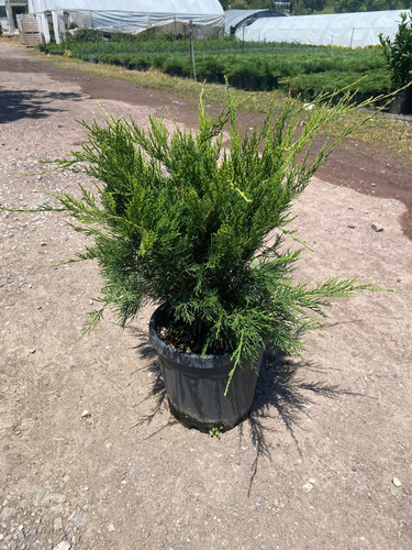 JUNİPERUS PFİTZERİANA MİNT JULEP CLT 7.jpg