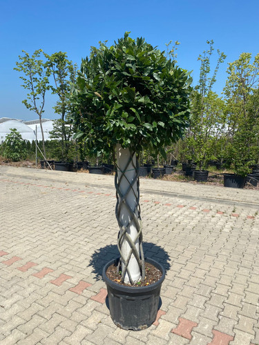 LAURUS NOBİLİS TWİSTED CLT 70.jpg