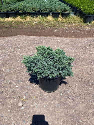 JUNİPERUS SQUAMATA BLUE STAR CLT 5.jpg