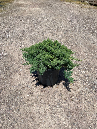 JUNİPERUS PROCUMBERS NANA CLT 5.jpg