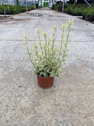 LAVANDULA DENTATA VARİEGATA CLT 1,3.jpg