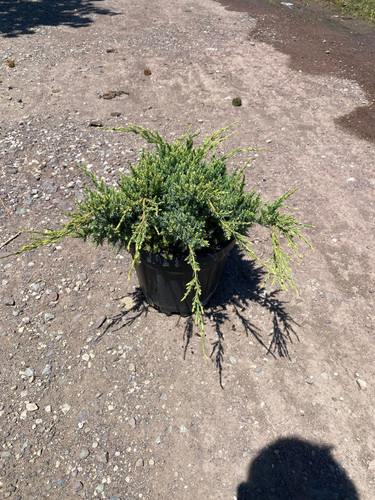 JUNİPERUS SQUAMATA HOLGER CLT 7,5.jpg