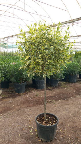 LİGUSTRUM JAPONİCUM EXCELSUM SUPERBUM CLT 35.jpg