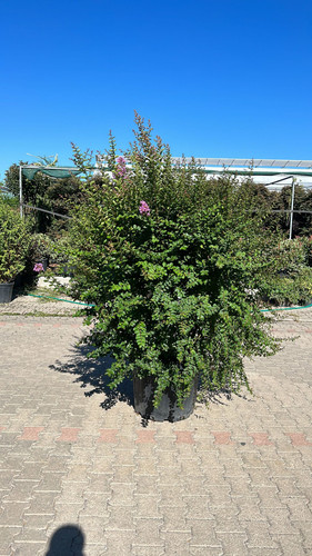 LAGERSTROMİA İNDİCA CLT 125.jpg