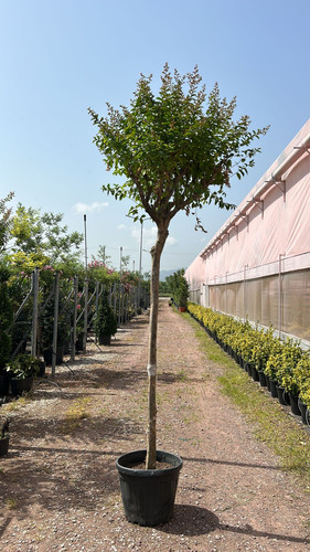 LAGERSTROEMİA İNDİCA.jpg