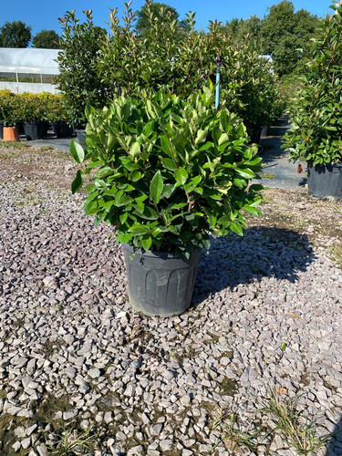 LİGUSTRUM TEXANUM CLT 18.jpg