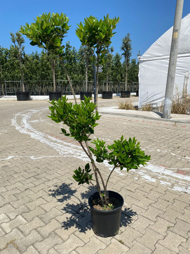 LİGUSTRUM TEXANUM PON PON.jpg