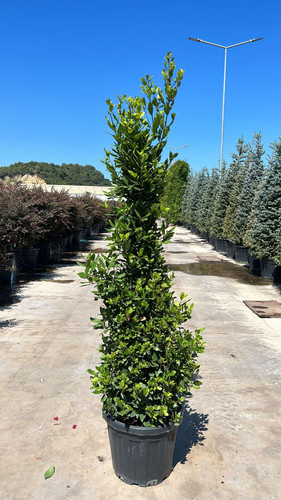 LAURUS NOBİLİS CLT 55.jpg