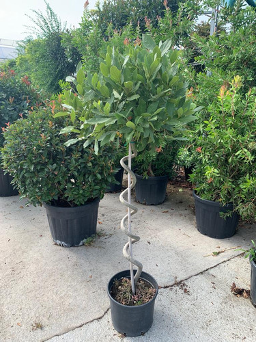 LAURUS NOBİLİS CLT 15.jpg