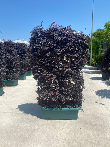 LOROPETALUM CHİNENSE B. P. WALL CLT 90.jpg