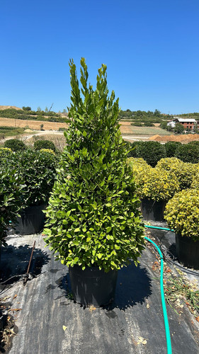 LAURUS NOBİLİS CLT 70.jpg