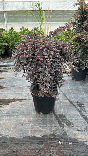 LOROPETALUM CHİNENSE B.P CLT 35.jpg
