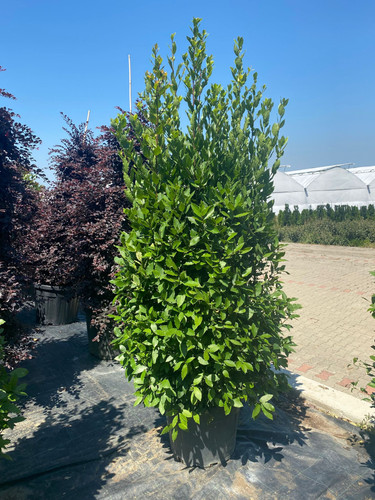 LAURUS NOBİLİS CLT 70.jpg