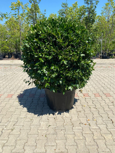 LİGUSTRUM TEXANUM BALL CLT 160.jpg