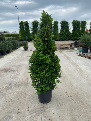 LİGUSTRUM TEXANUM PYRAMİD CLT 35.jpg