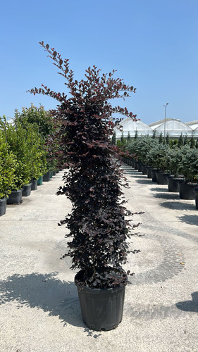 LOROPETALUM CHİNENSE B.P PYRAMİDALİS CLT 35.jpg