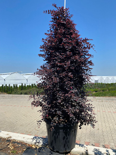 LOROPETALUM CHİNENSE B.P PYRAMİDALİS CLT 125.jpg