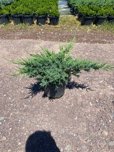 JUNİPERUS SQUMATA BLUE SWEDE CLT 7.5.jpg