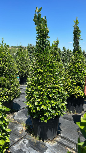 LİGUSTRUM TEXANUM PYRAMİDALİS CLT 90.jpg