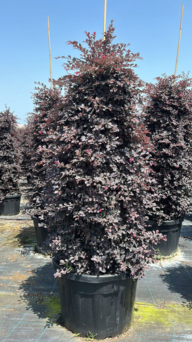 LOROPETALUM CHİNENSE B.P PYRAMİDALİS CLT 160.jpg