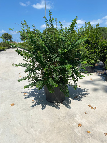 LAGERSTROMİA İNDİCA CLT 90.jpg