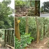 00016 採茶古道 vs 載熙古道