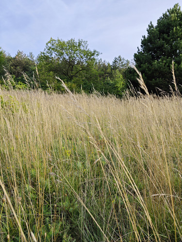 IMG 20230808 185351.jpg