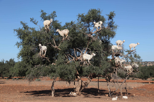 goats in the tree (2)