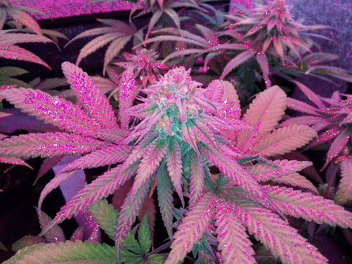 glitter weed.gif