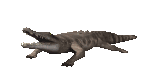 crocodile.gif