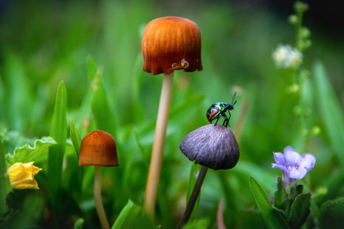 image search 1691565951706.jpg