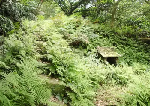 00012 茄苳古道.webp