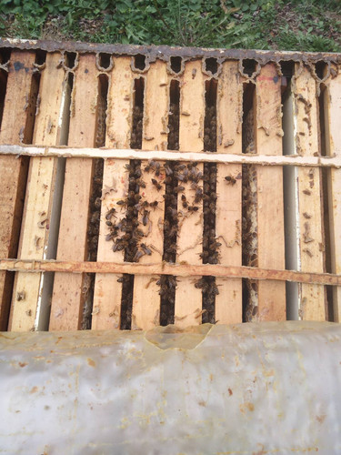 IMG ce4451eccef55058b2646bf1f065a633 V.jpg