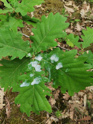 IMG 20220515 131715.jpg