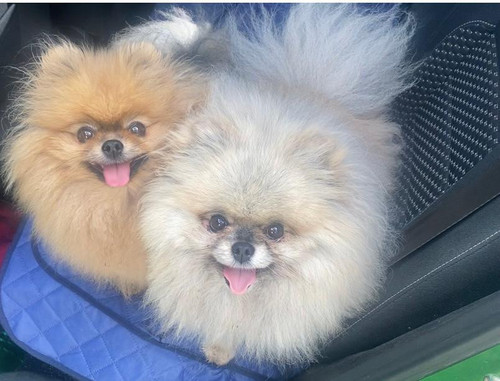 BCA7D690 7B3B 46D4 8EF0 B0B828D92640.jpg