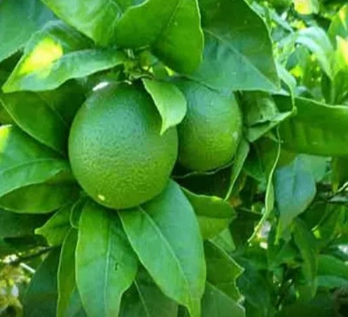 Buy Fruit Plants Online is the Best Way to Get Fruit Trees.jpg