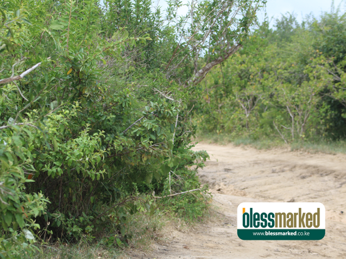 Blessmarked Malindi 25.1.202015.png