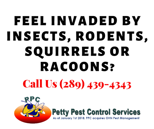quick pest control service hamilton.png