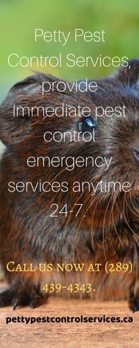 all service pest control hamilton.png