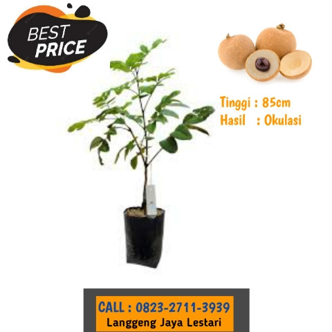 TERCEPAT ! CALL: 0823-2711-3939 Bapak Haji Taufik Ismail Penjual Bibit Buah Kelengkeng Matalada.jpg