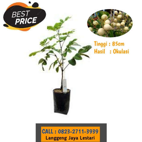TEREKOMENDASI ! CALL: 0823-2711-3939 Bapak Haji Taufik Ismail Penjual Bibit Kelengkeng Cangkokan.jpg