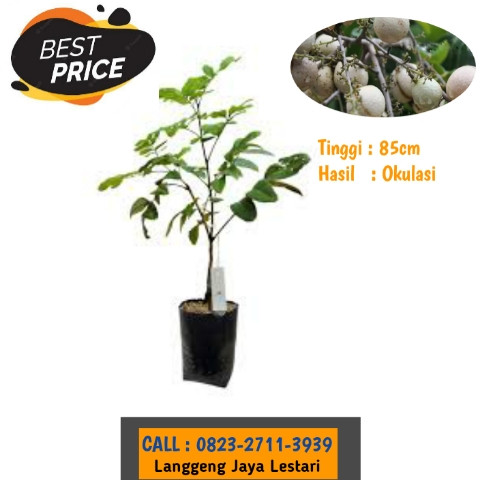 HARGA FANTASTIS ! CALL: 0823-2711-3939 Bapak Haji Taufik Ismail Penjual Bibit Kelengkeng Cepat Berbu.jpg