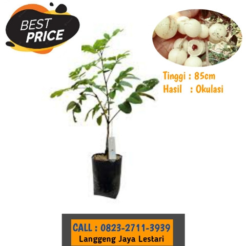 GRATIS KONSULTASI ! CALL: 0823-2711-3939 Bapak Haji Taufik Ismail Penjual Bibit Kelengkeng Cangkok.jpg