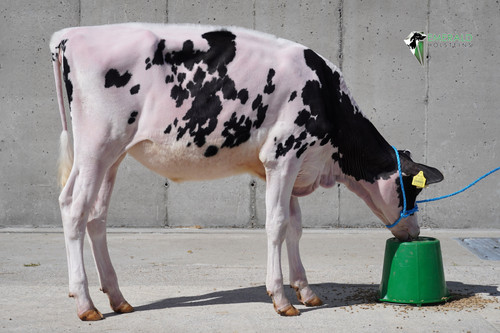 Emerald S Chief Rhapsody Lot 1.jpg