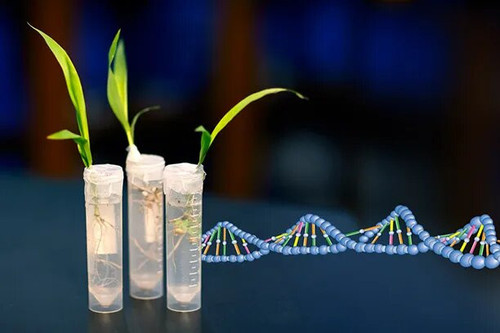 IandbSeeds (2).jpg