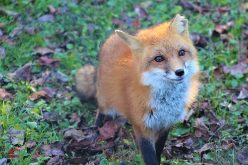 banner red fox 1400x934.jpg