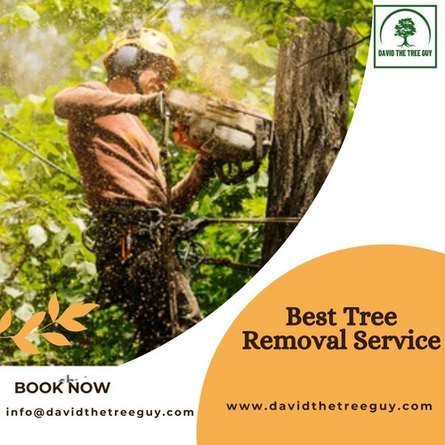  Best Tree Removal Service.jpg