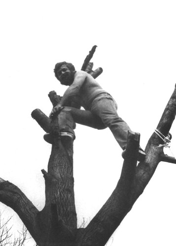 Jan Walc na drzewie skan2013.jpg