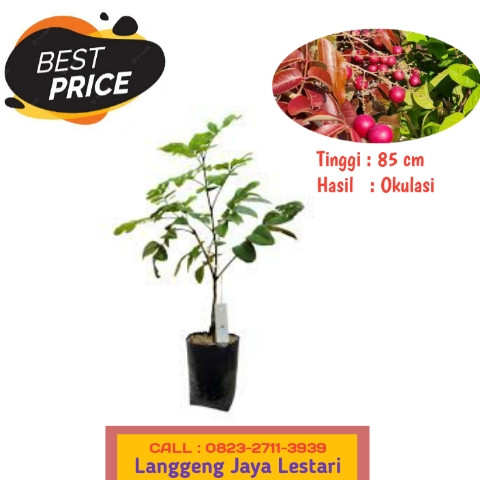 HARGA RESELLER ! CALL: 0823-2711-3939 Bapak Haji Taufik Penjual Bibit Kelengkeng Bengkulu.jpg