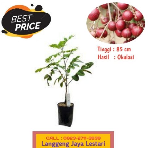 HARGA GROSIR ! CALL: 0823-2711-3939 Bapak Haji Taufik Penjual Bibit Buah Kelengkeng.jpg